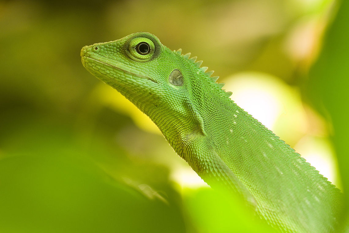 Bronchocela cristatella - Green crested lizard  Bronchocela cristatella,Geotagged,Germany,Green Crested Lizard,Summer