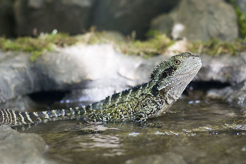 Australian water dragon A female Australian water dragon (Intellagama lesueurii) in my new terrarium.  Australian water dragon,Geotagged,Germany,Intellagama lesueurii,Physignathus lesueurii,Water dragon