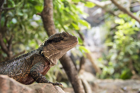 Male australien waterdragon Here my male Australian Waterdragon (1.0 Intellagama lesueurii) Australian water dragon,Geotagged,Germany,Intellagama lesueurii,Intellagama lesueurii lesueurii,Waterdragon