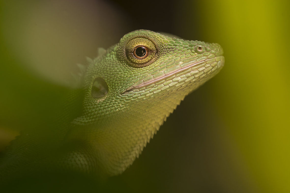 Bronchocela cristatella - Green crested lizard - female 0.1 Here a close up of my Bronchocela ... she wants to hide but not enough ^^ Bronchocela cristatella,Geotagged,Germany,Green Crested Lizard
