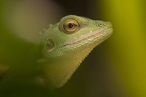 Bronchocela cristatella - Green crested lizard - female 0.1 Here a close up of my Bronchocela ... she wants to hide but not enough ^^ Bronchocela cristatella,Geotagged,Germany,Green Crested Lizard