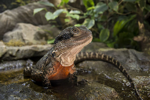 Intellagama lesueurii - Australian waterdragon My australien Waterdragon at his favority place in the terrarium :D Australian water dragon,Geotagged,Germany,Intellagama lesueurii