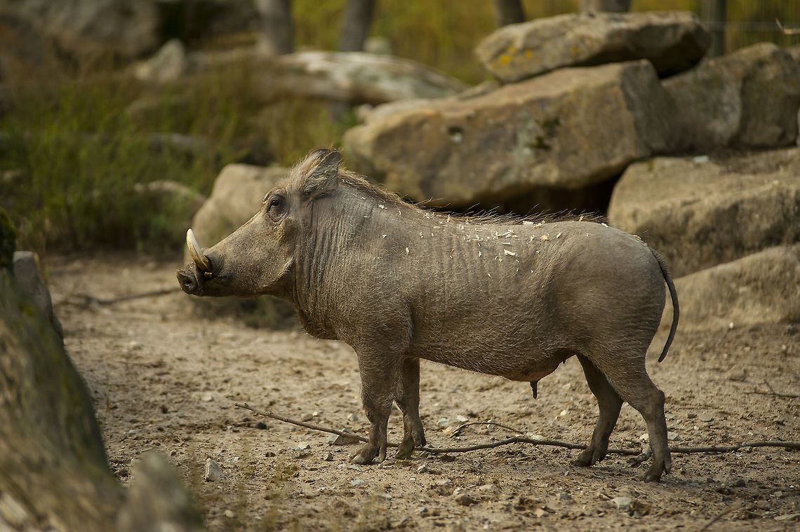 Warthog (Zoo Osnabr&uuml;ck - Germany)  Common warthog,Geotagged,Germany,Phacochoerus africanus,Warthog
