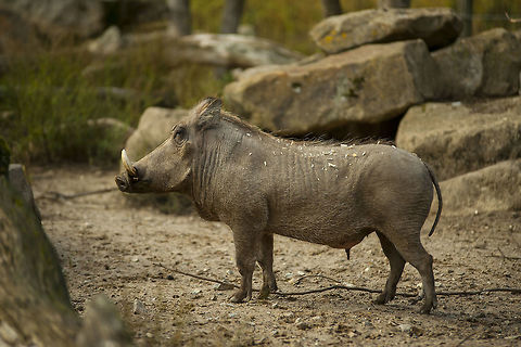 Warthog (Zoo Osnabrück - Germany)  Common warthog,Geotagged,Germany,Phacochoerus africanus,Warthog