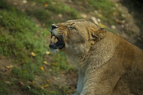 Lion (Zoo Osnabrück - Germany)  Geotagged,Germany,Lion,Panthera leo,lion