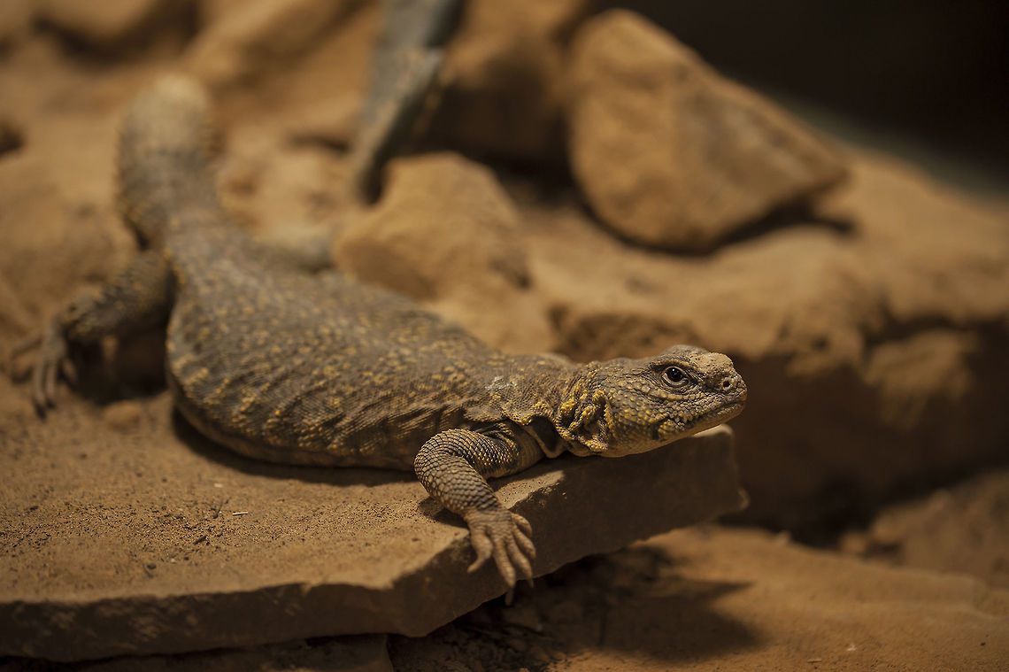 Uromastyx Spiny-tailed Lizard at the Zoo Osnabr&uuml;ck (Germany)  Bell's Dabb Lizard,Geotagged,Germany,Uromastyx acanthinura