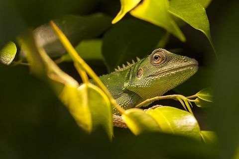 Bronchocela cristatella - Green crested lizard - female 0.1 Another Close up of my Green crested lizard Bronchocela cristatella,Geotagged,Germany,Green Crested Lizard