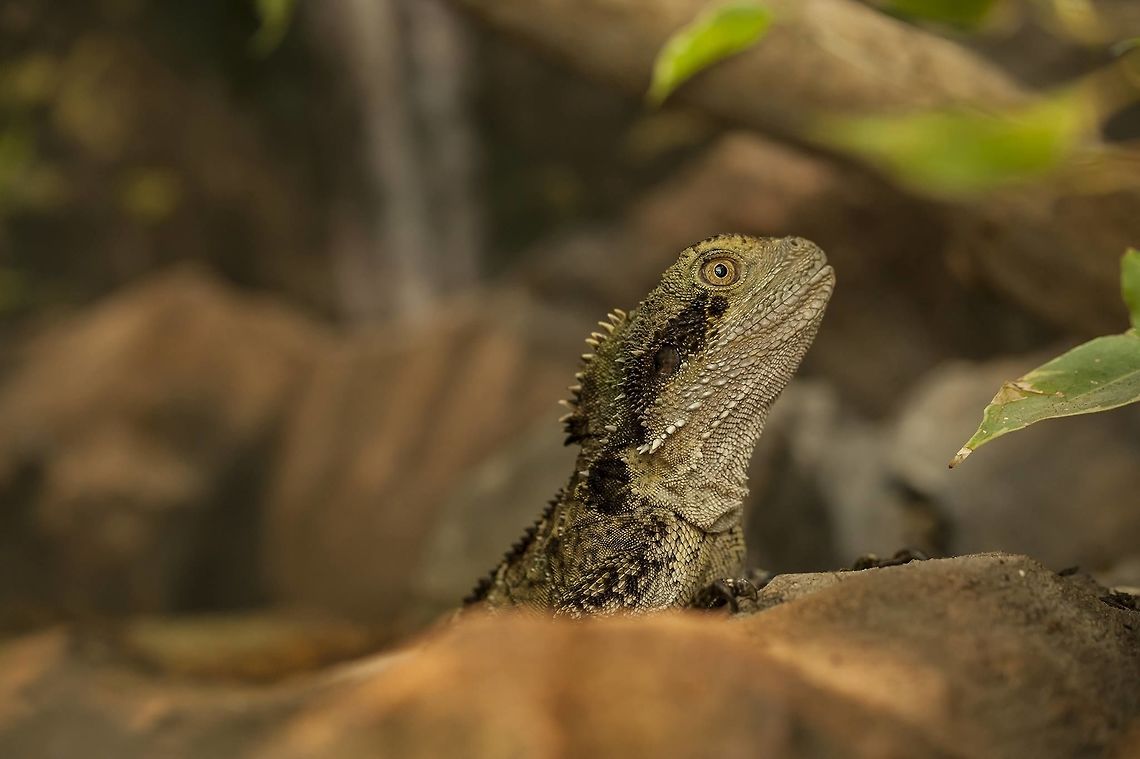 Intellagama lesueurii - Australian water dragon Female Australian water dragon  Australian water dragon,Geotagged,Germany,Intellagama lesueurii