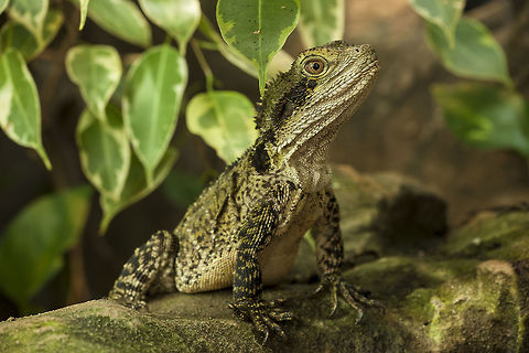 Intellagama lesueurii - Australian water dragon My female Australian water dragon  Australian water dragon,Geotagged,Germany,Intellagama lesueurii