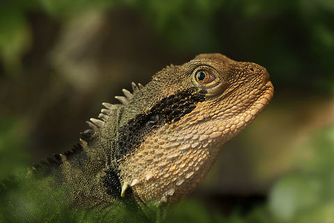 Intellagama lesueurii - Australian water dragon Intellagama lesueurii - Australian water dragon Australian water dragon,Geotagged,Germany,Intellagama lesueurii
