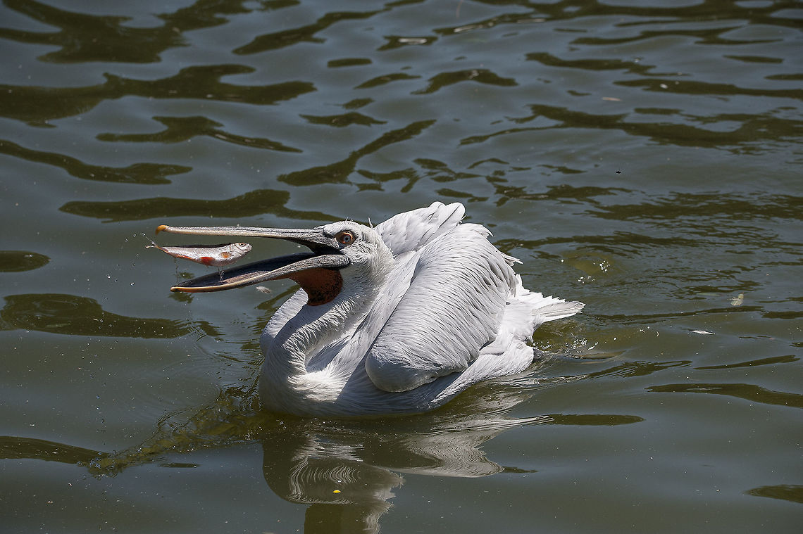 The Dalmatian pelican (Pelecanus crispus) Zoo M&uuml;nster - Germany Dalmatian Pelican,Pelecanus crispus