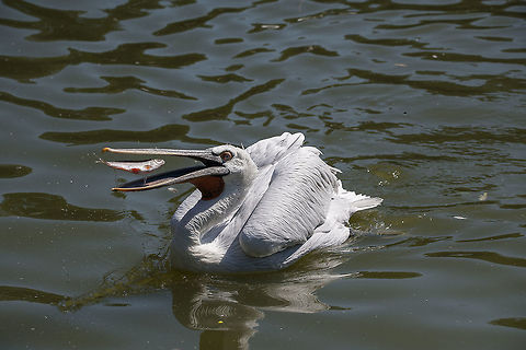 The Dalmatian pelican (Pelecanus crispus) Zoo Münster - Germany Dalmatian Pelican,Pelecanus crispus