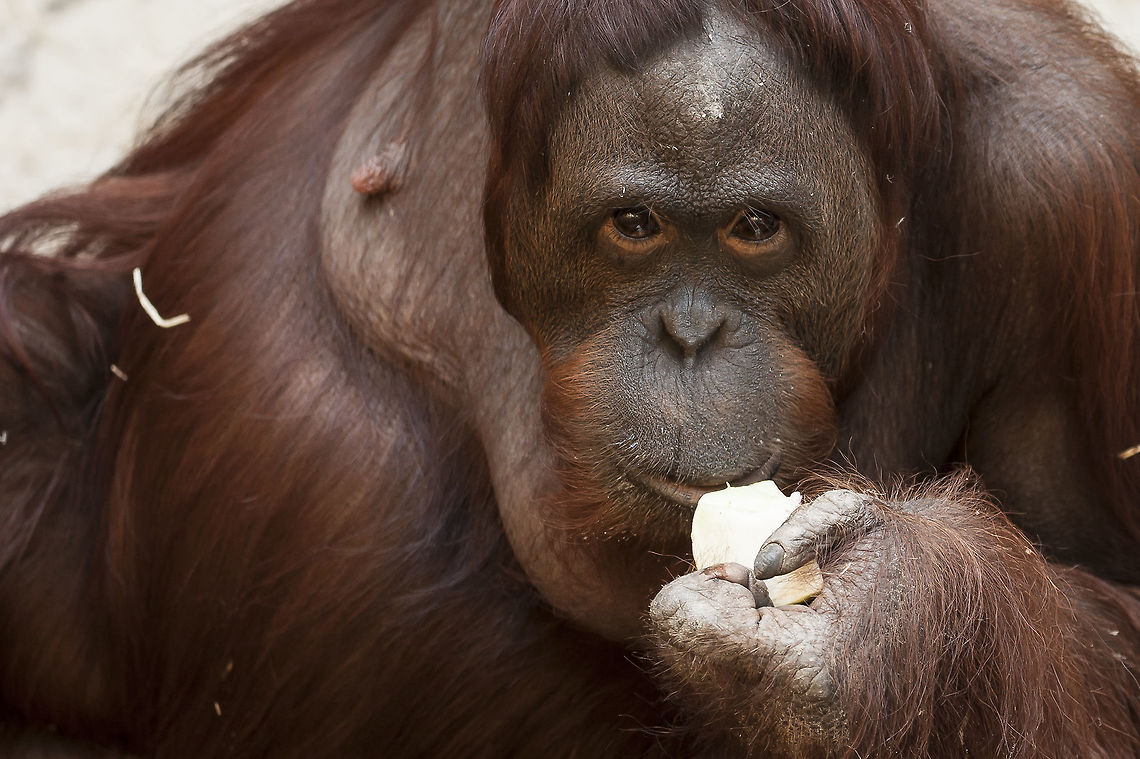 Bornean orangutan Zoo M&uuml;nster - Germany Bornean orangutan,Pongo pygmaeus