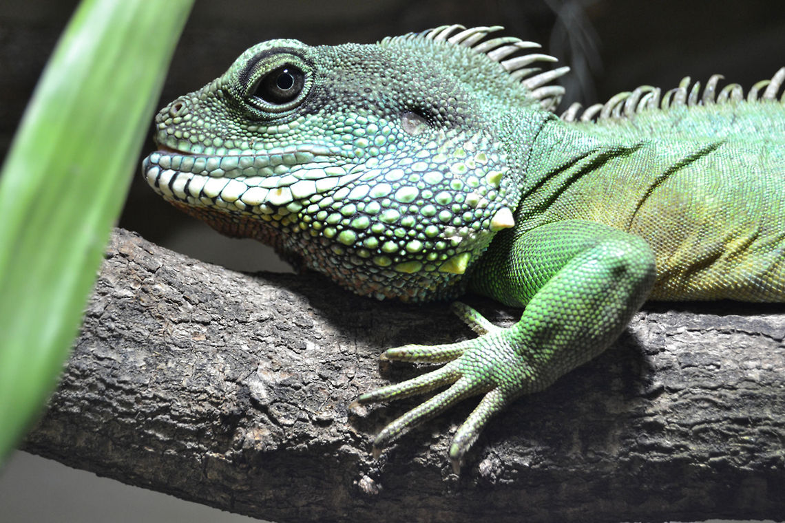 A male waterdragon - Physignathus cocincinus  Chinese Water Dragon,Physignathus cocincinus