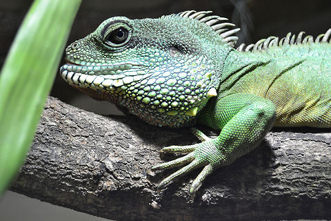 A male waterdragon - Physignathus cocincinus  Chinese Water Dragon,Physignathus cocincinus