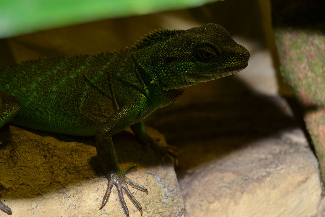 A female chinese waterdragon - Physignathus cocincinus  Chinese Water Dragon,Physignathus cocincinus