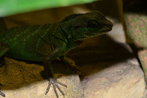 A female chinese waterdragon - Physignathus cocincinus  Chinese Water Dragon,Physignathus cocincinus