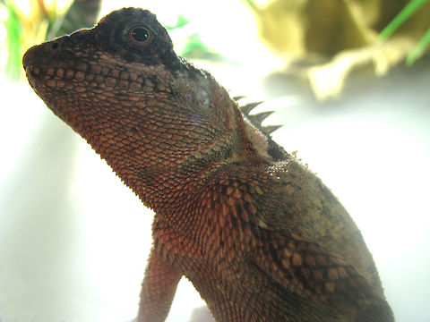 Green Pricklenape | Acanthosaura capra  Acanthosaura capra,Agama,Agamidae,Green Pricklenape,Reptilia,lizard