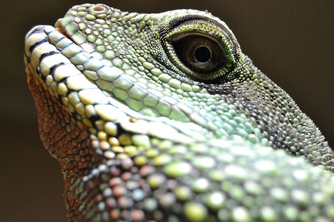 Green Waterdragon - male head  Chinese Water Dragon,Physignathus cocincinus,male