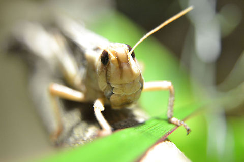 Migratory locust (Locusta migratoria)  Locusta migratoria,Migratory locust