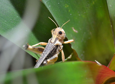 Migratory locust (Locusta migratoria)  Locusta migratoria,Migratory locust