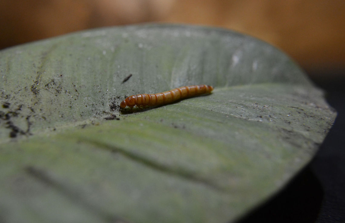 Mealworm | Tenebrio molitor  Mealworm Beetle,Tenebrio molitor
