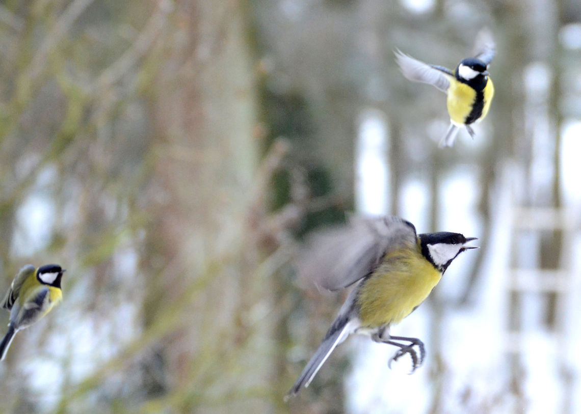 Great Tit | Parus major  Great Tit,Parus major
