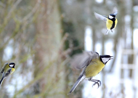 Great Tit | Parus major  Great Tit,Parus major
