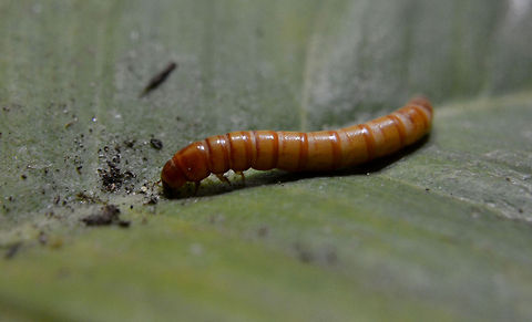 Mealworm | Tenebrio molitor  Mealworm Beetle,Tenebrio molitor