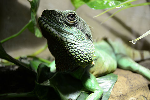 Male Waterdragon | Physignathus cocincinus   Chinese Water Dragon,Physignathus cocincinus
