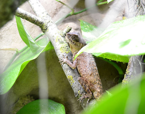 Acanthosaura capra | Green Pricklenape  Acanthosaura capra,Green Pricklenape