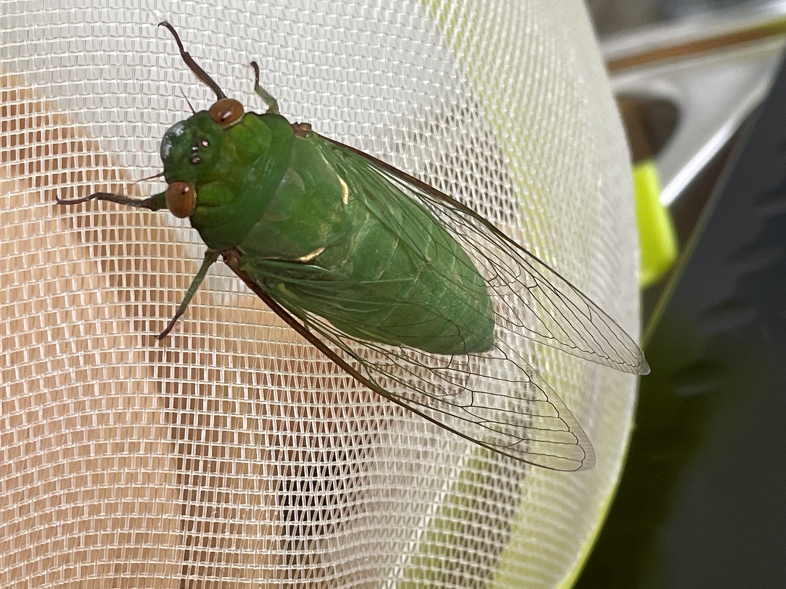 Green Grocer