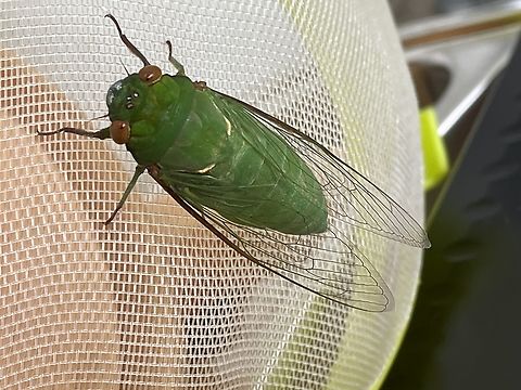 Green Grocer