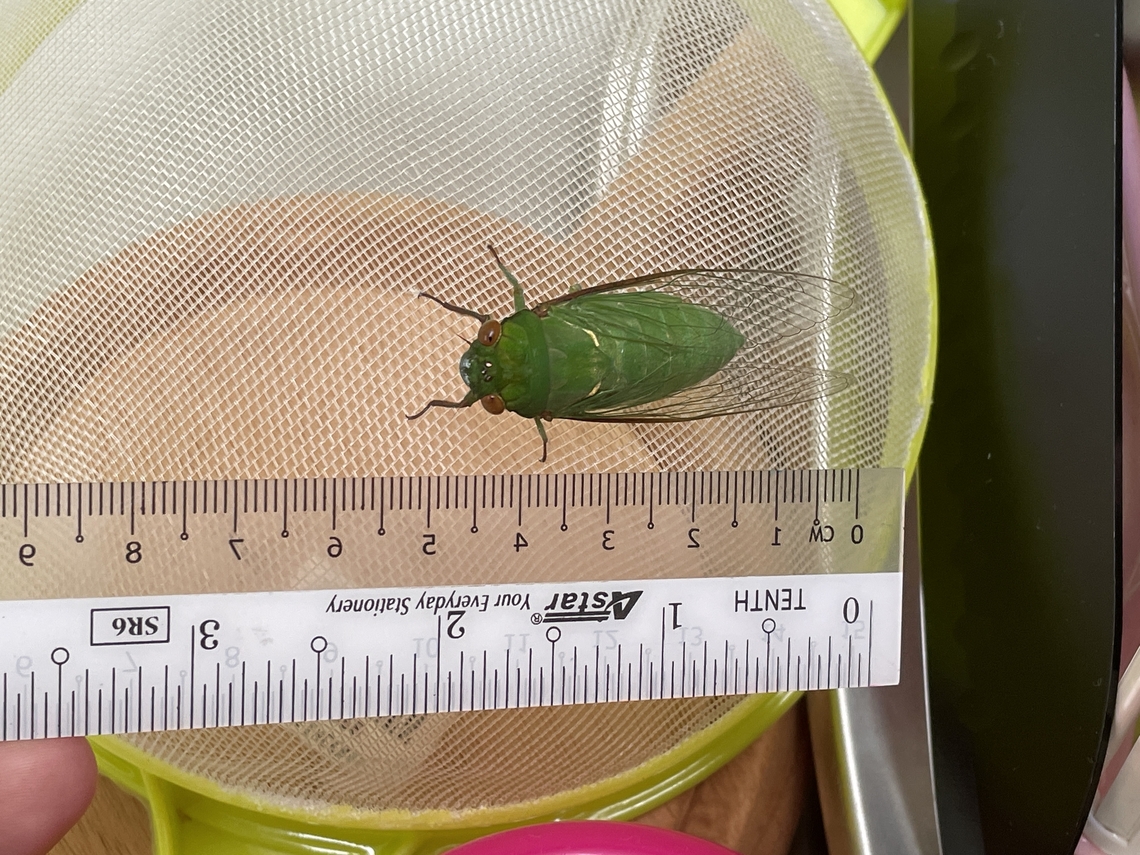 Green Grocer Cicada  Geotagged,Spring