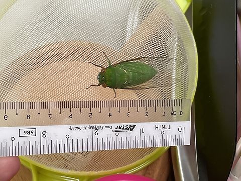 Green Grocer Cicada  Geotagged,Spring