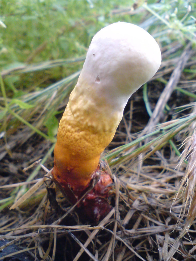 Ganoderma_lucidum-01  Ganoderma lingzhi,Lingzhi