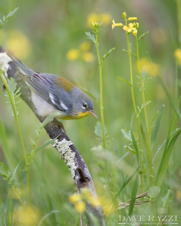 Northern parula Northern parula working the forest floor looking for insects to feed upon.  Bird,Birds,Northern parula,Setophaga americana,Warbler,nature,wildlife,yellow flowers