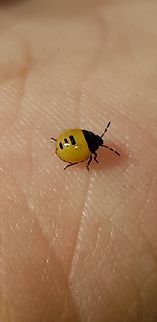 Pied shield bug, Italy  Geotagged,Italy,Pied shield bug,Tritomegas bicolor