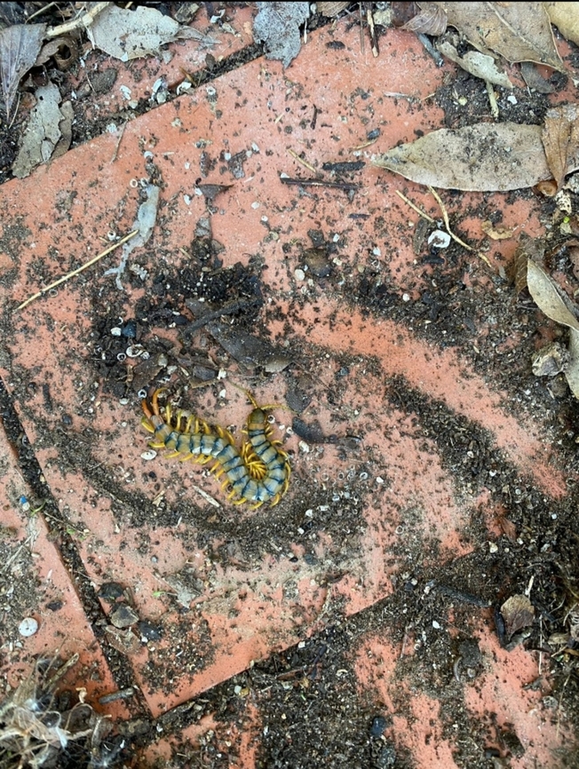 Scolopendra cingulata Mediterranean banded centipede seen near Marv&atilde;o, Alentejo, Portugal.  Geotagged,Mediterranean Banded Centipede,Portugal,Scolopendra cingulata
