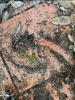 Scolopendra cingulata Mediterranean banded centipede seen near Marvão, Alentejo, Portugal.  Geotagged,Mediterranean Banded Centipede,Portugal,Scolopendra cingulata