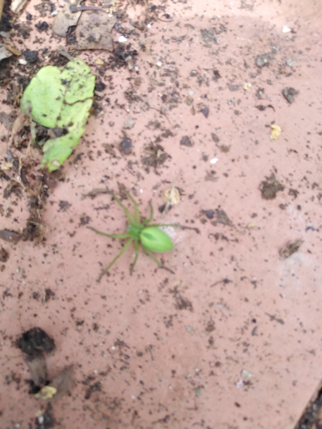 IMG_20220417_134101  Geotagged,Portugal,Spring