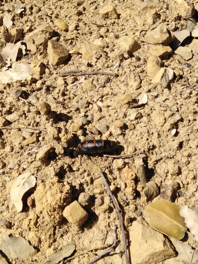 Berberomeloe majalis Berberomeloe majalis, the red-striped oil beetle, is an insect in the genus Berberomeloe, in the family of Blister Beetles. It is native to the western Mediterranean Basin. Berberomeloe majalis,Geotagged,Portugal,Red-striped oil beetle,Spring