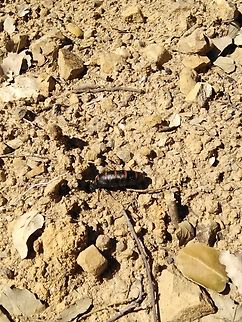 Berberomeloe majalis Berberomeloe majalis, the red-striped oil beetle, is an insect in the genus Berberomeloe, in the family of Blister Beetles. It is native to the western Mediterranean Basin. Berberomeloe majalis,Geotagged,Portugal,Red-striped oil beetle,Spring