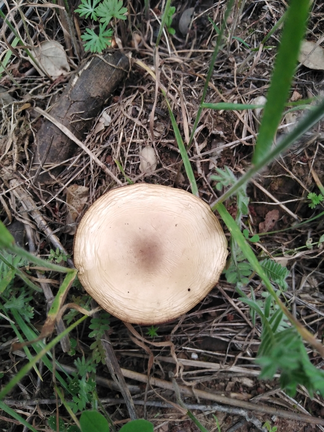 IMG_20220417_171454  Geotagged,Portugal,Spring