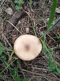 IMG_20220417_171454  Geotagged,Portugal,Spring