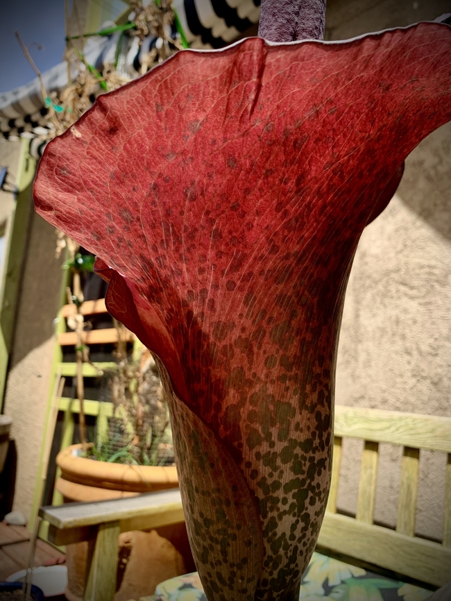 Amorphophallus konjac Otherwise known as VooDoo Lily Amorphophallus,Amorphophallus konjac,Geotagged,KonjacAmorphophallus konjac,Spring,United States,Voodoo Lily,exotic plants,konjac