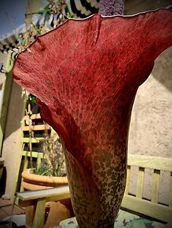 Amorphophallus konjac Otherwise known as VooDoo Lily Amorphophallus,Amorphophallus konjac,Geotagged,KonjacAmorphophallus konjac,Spring,United States,Voodoo Lily,exotic plants,konjac