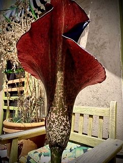 Amorphophallus konjac Otherwise known as Voodoo Lily Amorphophallus,Amorphophallus konjac,Geotagged,KonjacAmorphophallus konjac,Spring,United States,Voodoo Lily,exotic plants,konjac