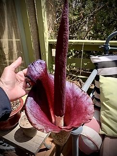 Voodoo Lily (Amorphophallus konjac) Otherwise known as Voodoo Lily, first time blooming! Amorphophallus,Amorphophallus konjac,Geotagged,KonjacAmorphophallus konjac,Spring,United States,Voodoo Lily,exotic plants,konjac