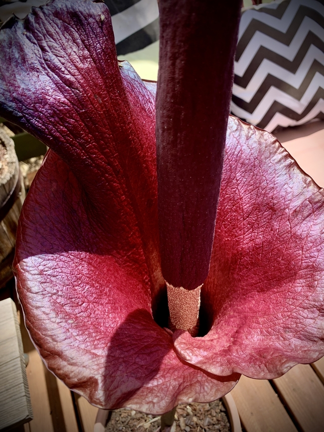 Amorphophallus konjac Otherwise known as Voodoo Lily Amorphophallus,Amorphophallus konjac,Geotagged,KonjacAmorphophallus konjac,Spring,United States,Voodoo Lily,exotic plants,konjac